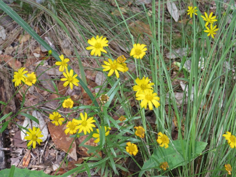 Wright's Snakeweed
