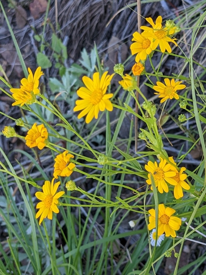 Wright's Snakeweed photo 3