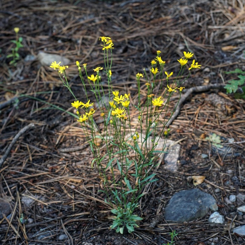 Wright's Snakeweed photo 4