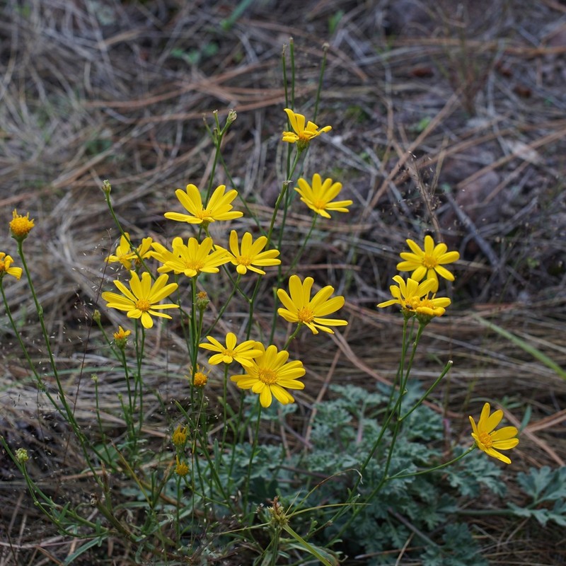 Wright's Snakeweed photo 5