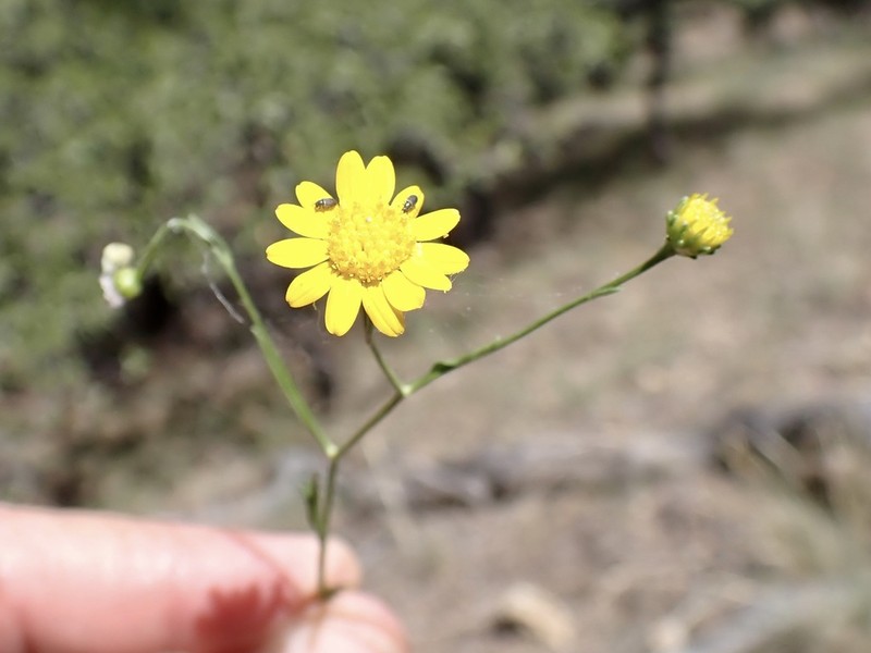 Wright's Snakeweed photo 6