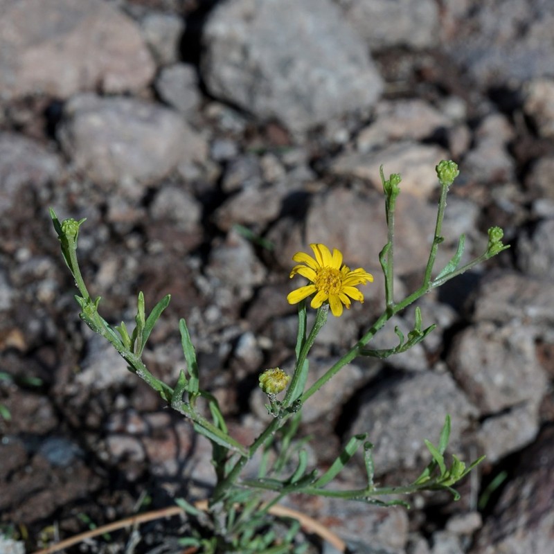 Wright's Snakeweed photo 8