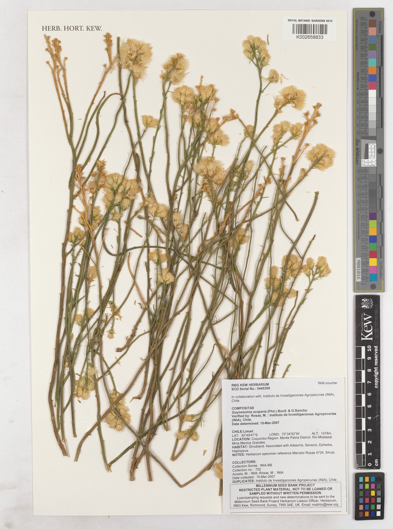 Guynesomia scoparia