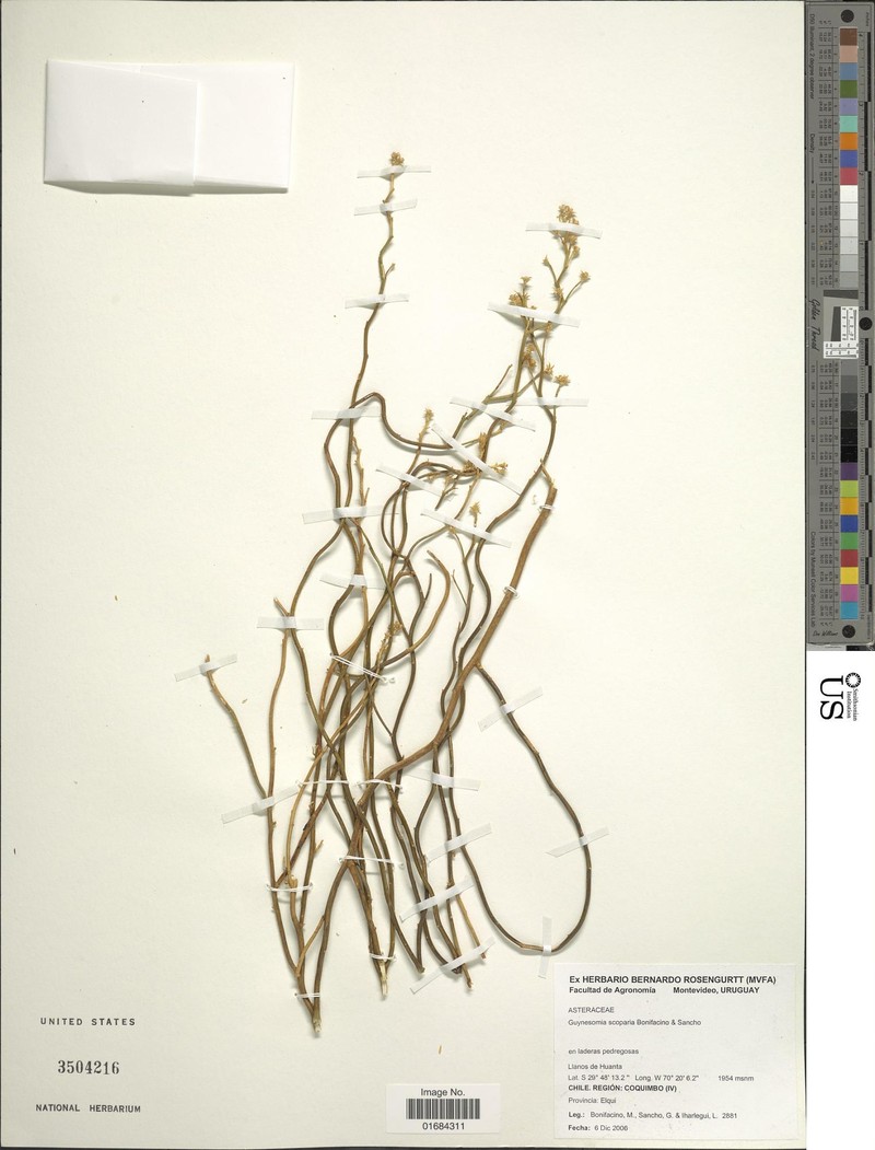 Guynesomia scoparia photo 2