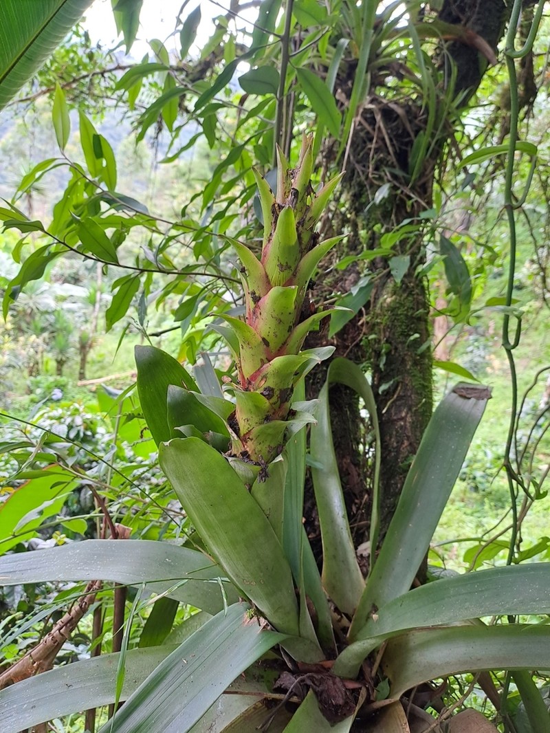 Guzmania anae