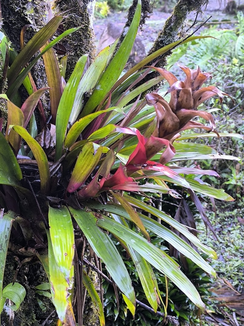Guzmania anae photo 2