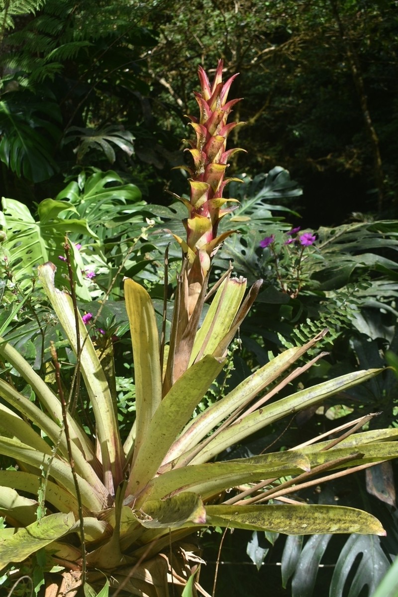 Guzmania anae photo 3