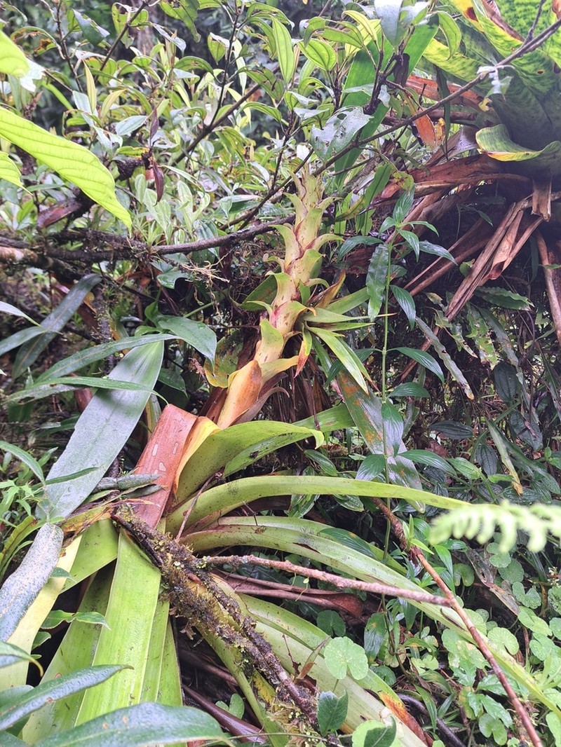 Guzmania anae photo 4