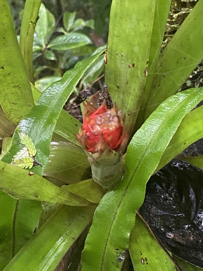 Guzmania anae photo 5