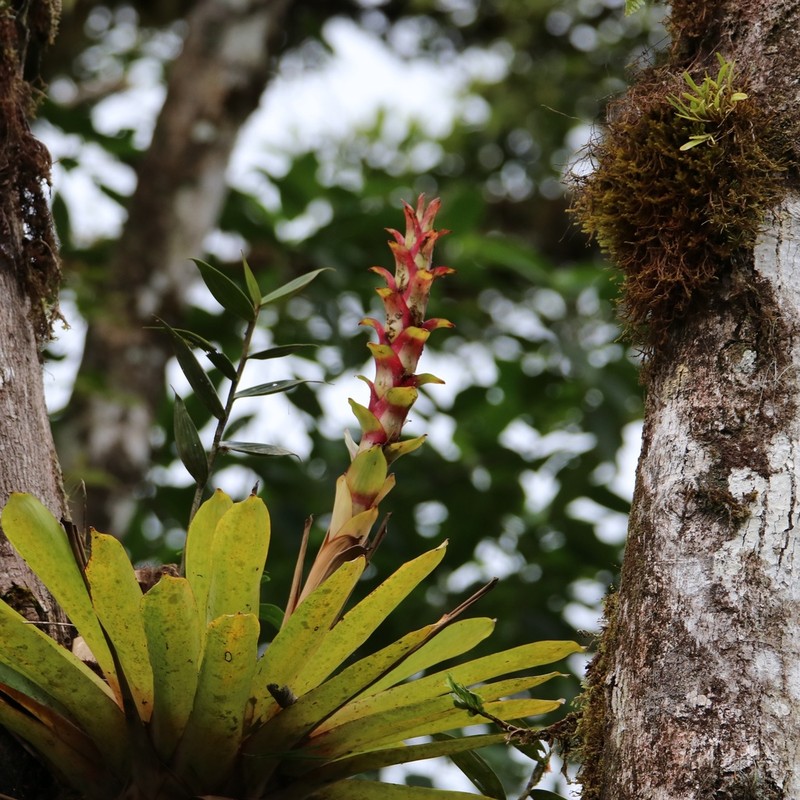 Guzmania anae photo 6