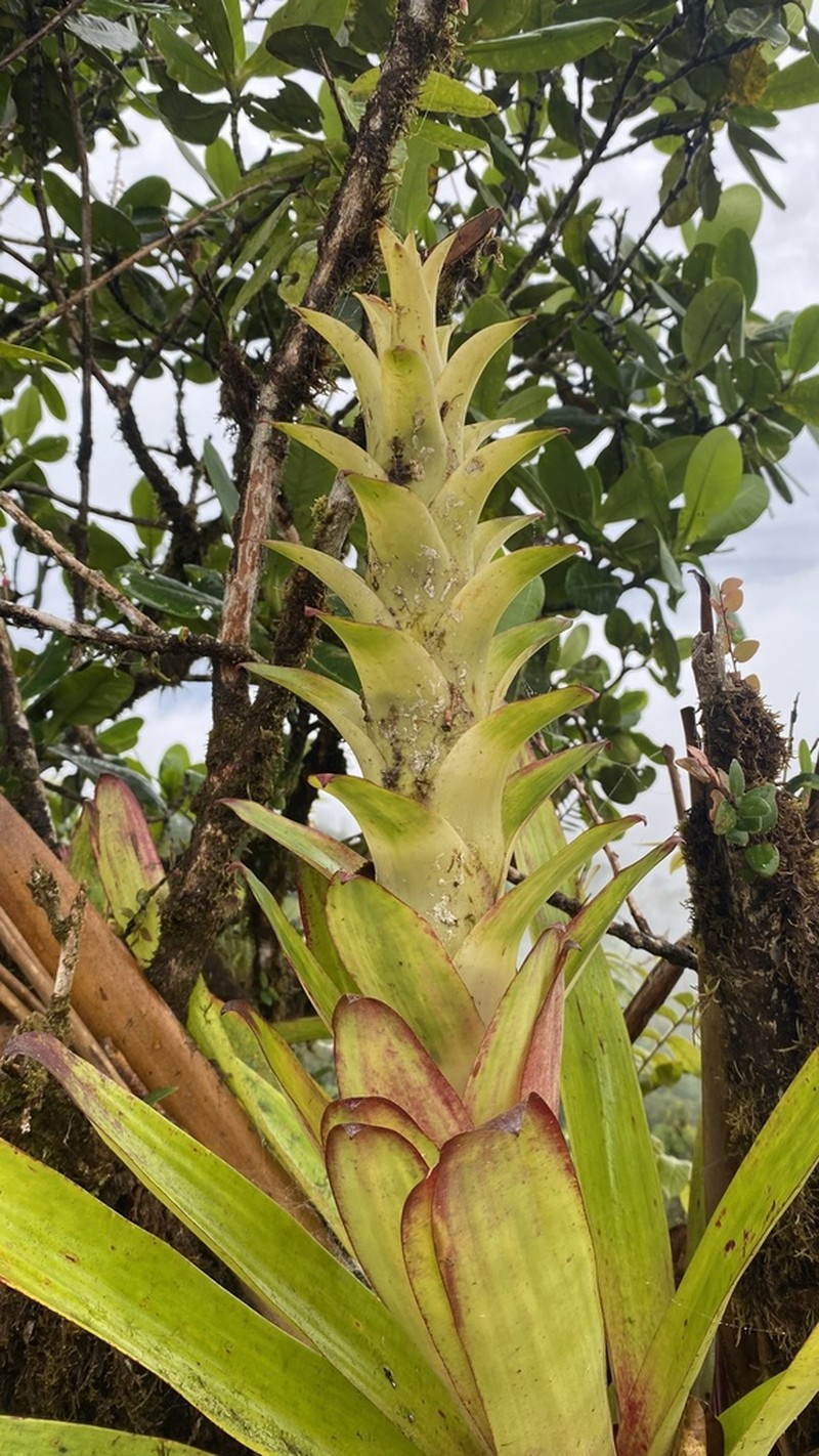 Guzmania anae photo 7