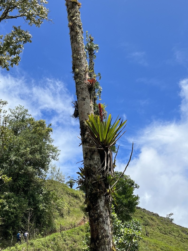 Guzmania anae photo 8