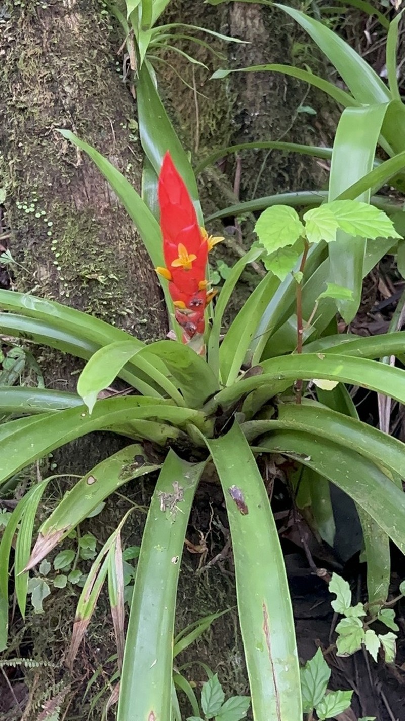 Bertero'S Tufted Airplant