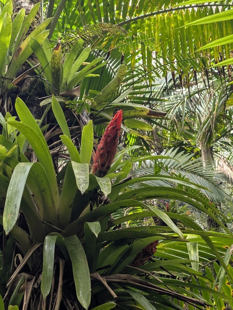 Bertero'S Tufted Airplant photo 2