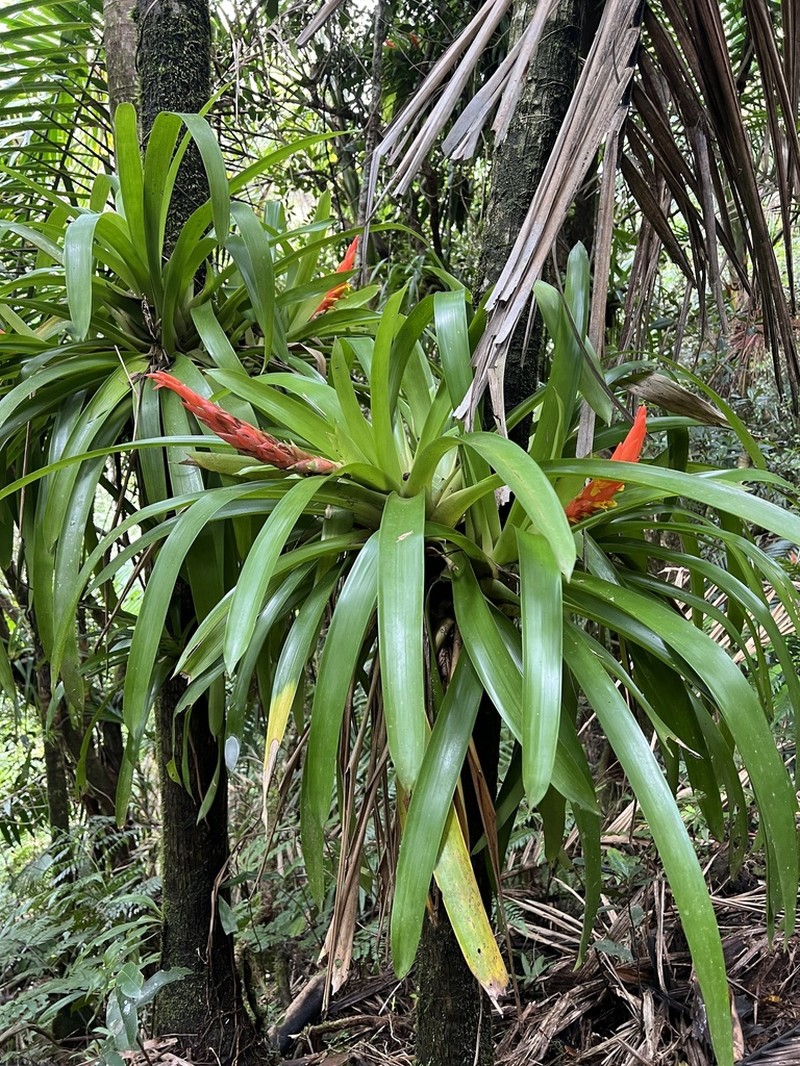 Bertero'S Tufted Airplant photo 3