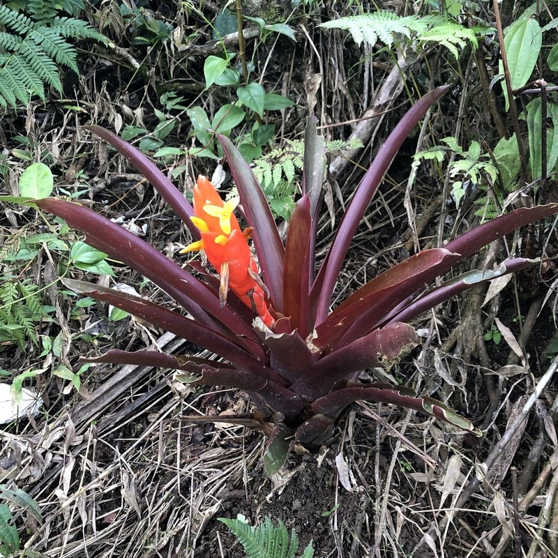 Bertero'S Tufted Airplant photo 4