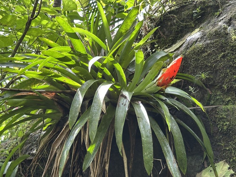 Bertero'S Tufted Airplant photo 5