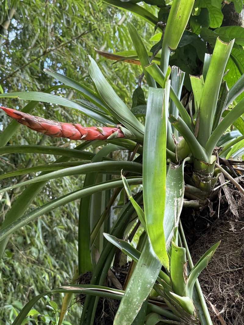 Bertero'S Tufted Airplant photo 7