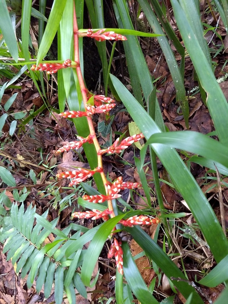 Guzmania cundinamarcae