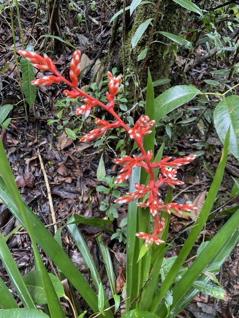 Guzmania cundinamarcae photo 2