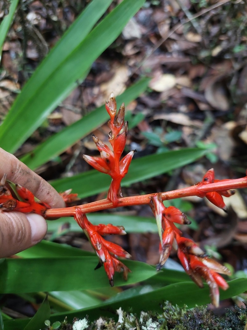 Guzmania cundinamarcae photo 3