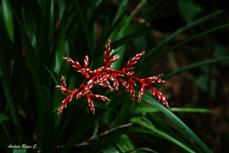 Guzmania cundinamarcae photo 4