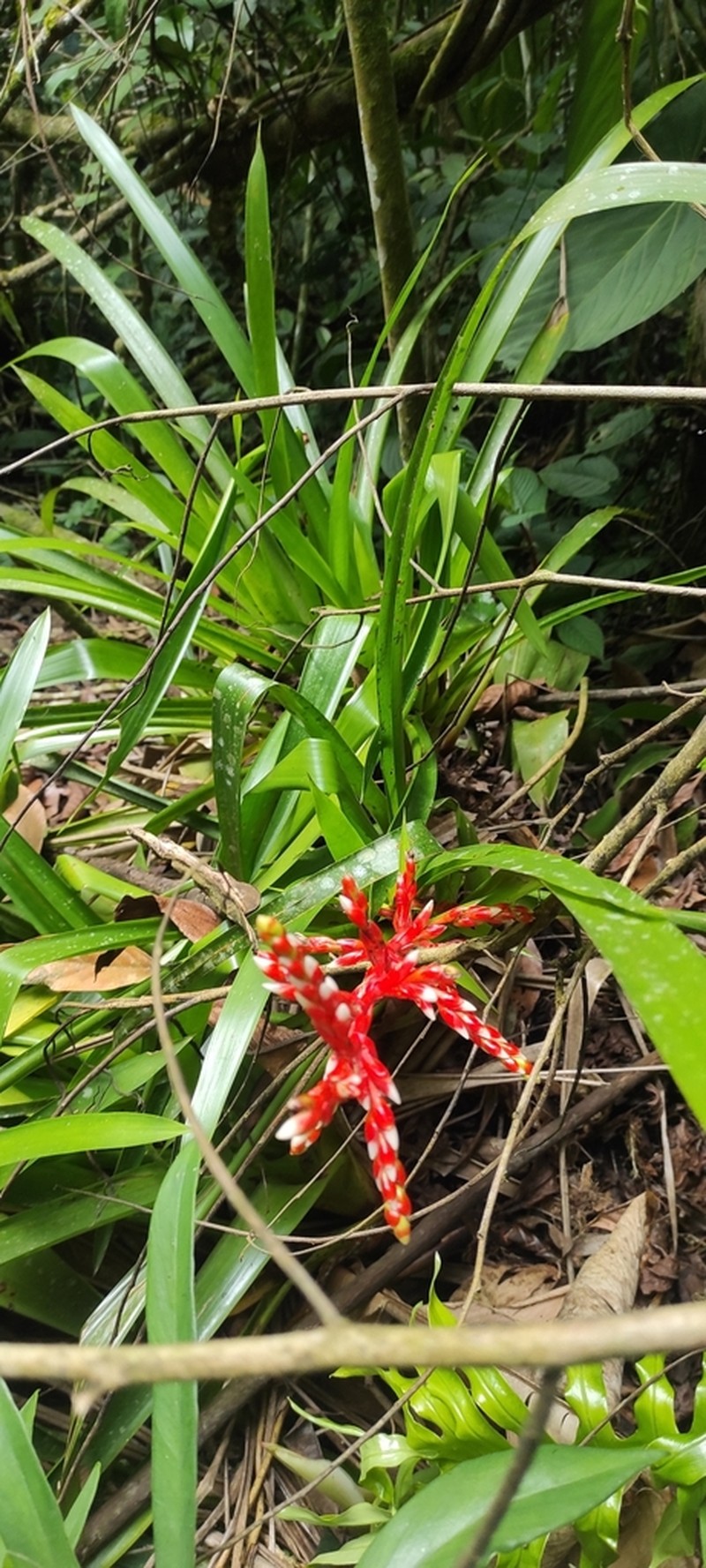 Guzmania cundinamarcae photo 5