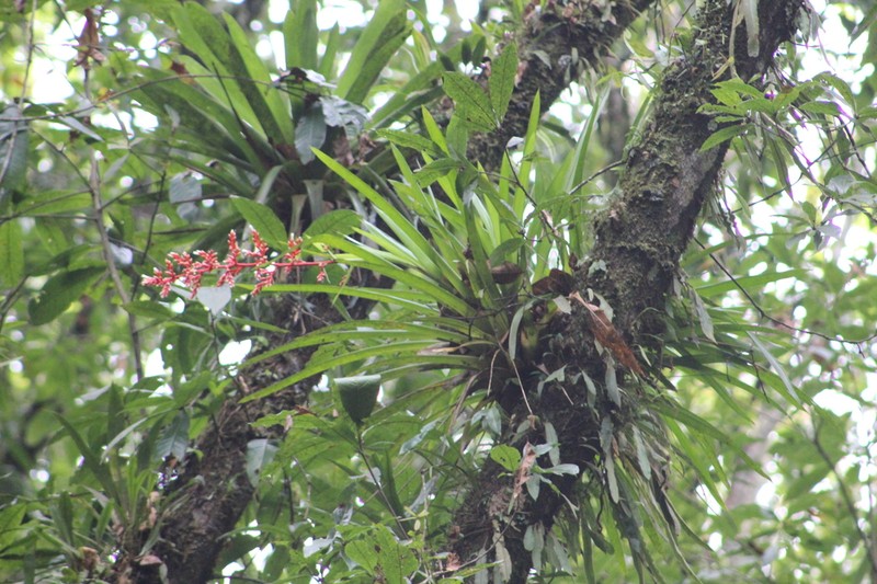 Guzmania cundinamarcae photo 6