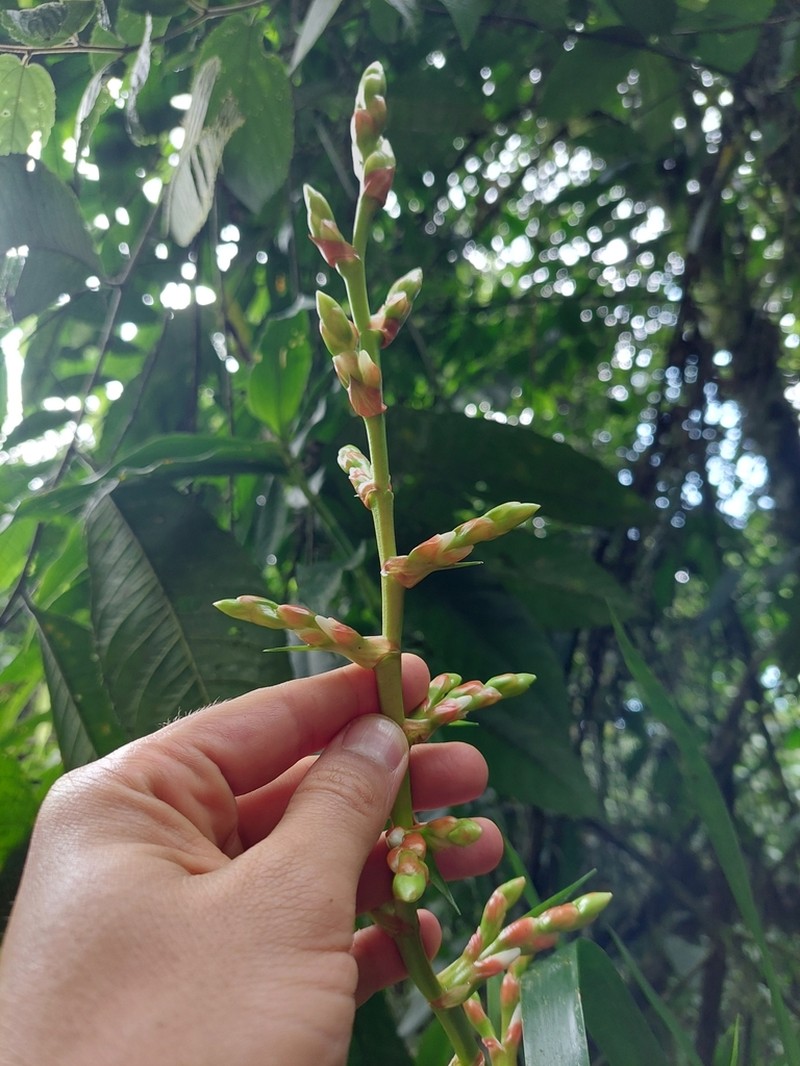 Guzmania cundinamarcae photo 7