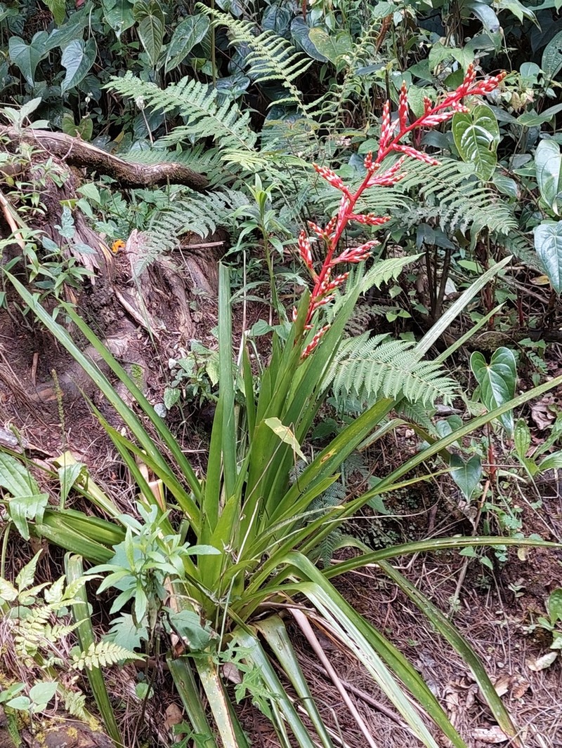 Guzmania cundinamarcae photo 8