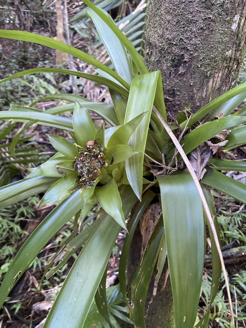 Droophead Tufted Airplant