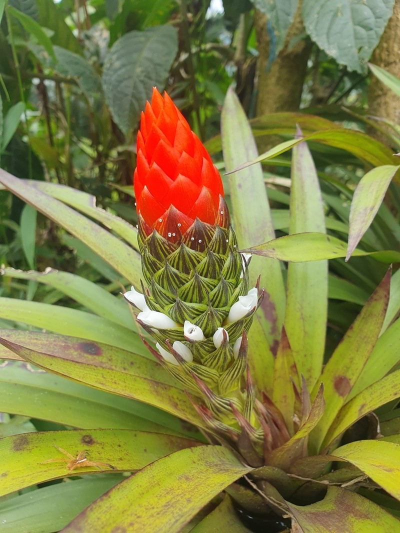 West Indian Tufted Airplant