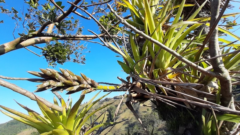 West Indian Tufted Airplant photo 2