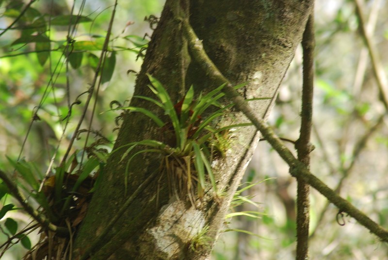 West Indian Tufted Airplant photo 3