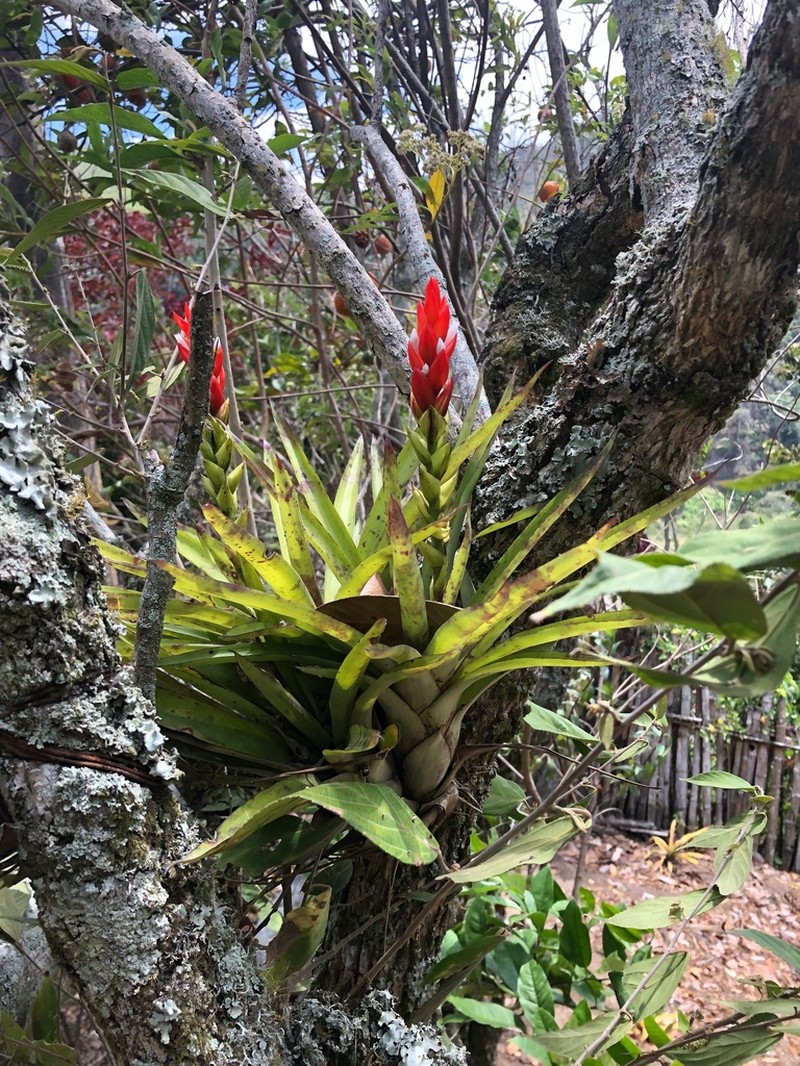 West Indian Tufted Airplant photo 4