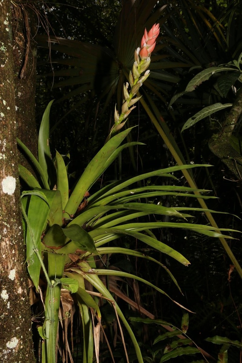 West Indian Tufted Airplant photo 5