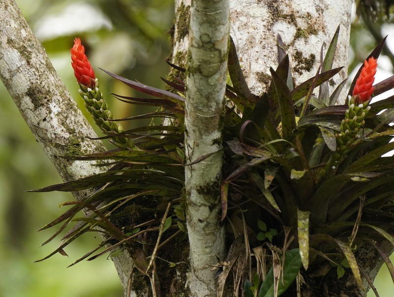 West Indian Tufted Airplant photo 6