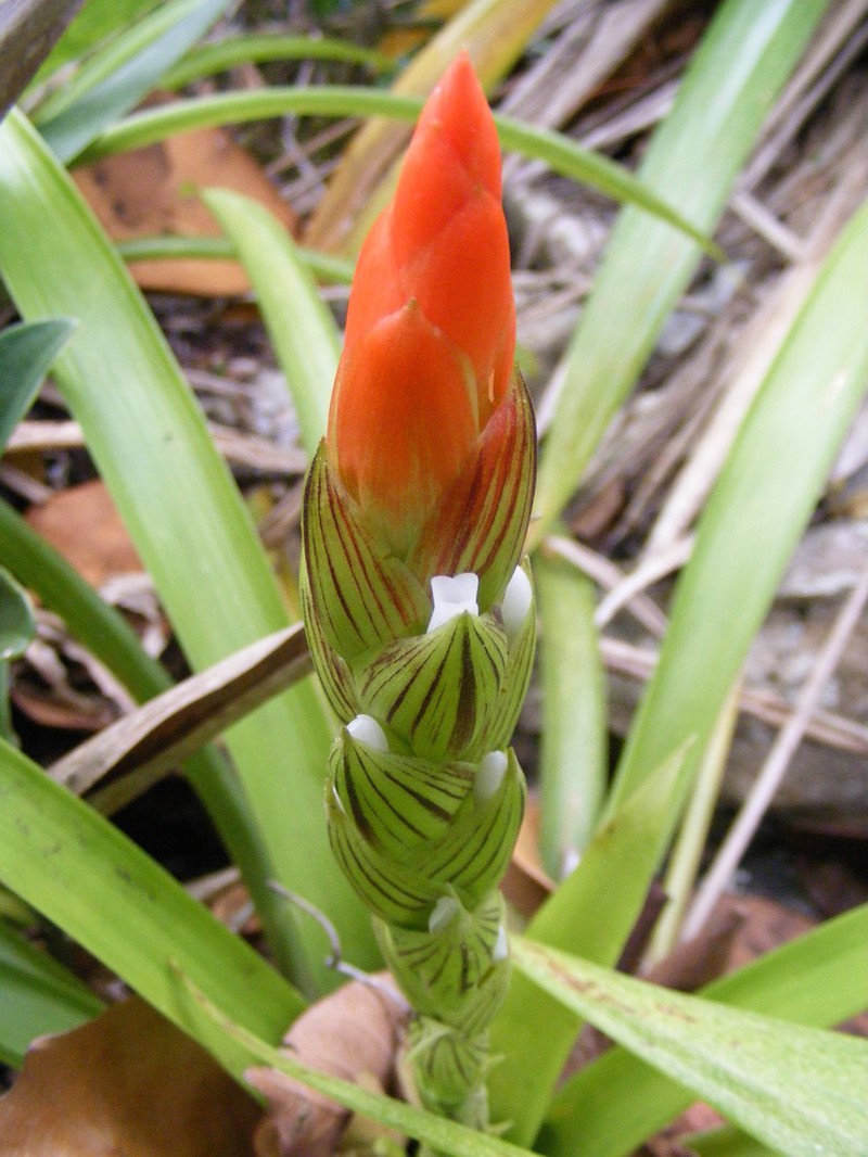 West Indian Tufted Airplant photo 7