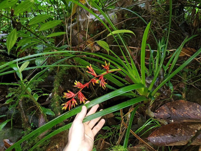 Guzmania peter-bakii