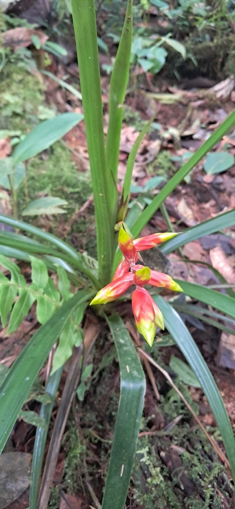 Guzmania peter-bakii photo 2