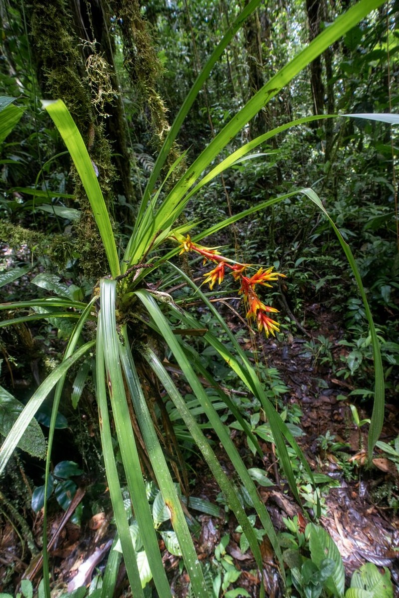 Guzmania peter-bakii photo 3