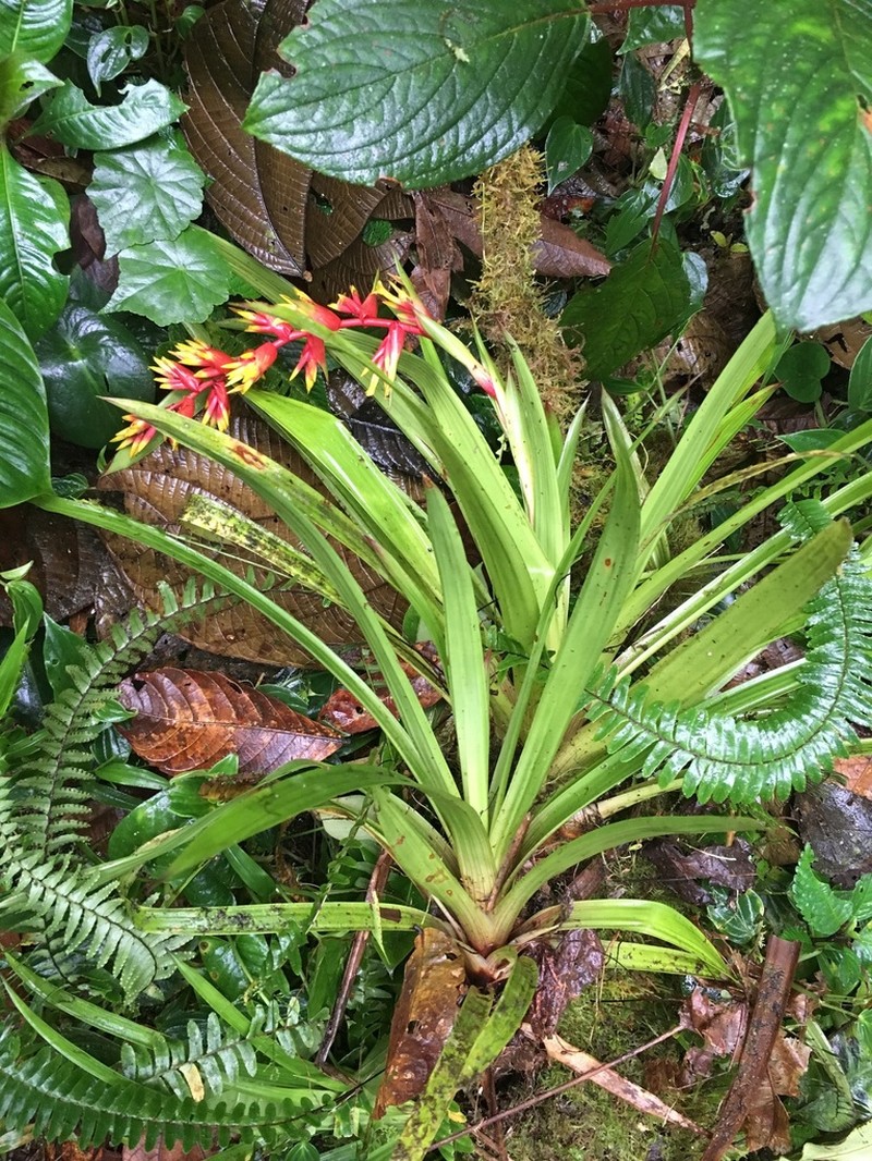 Guzmania peter-bakii photo 4