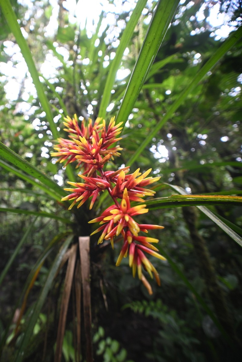 Guzmania peter-bakii photo 5