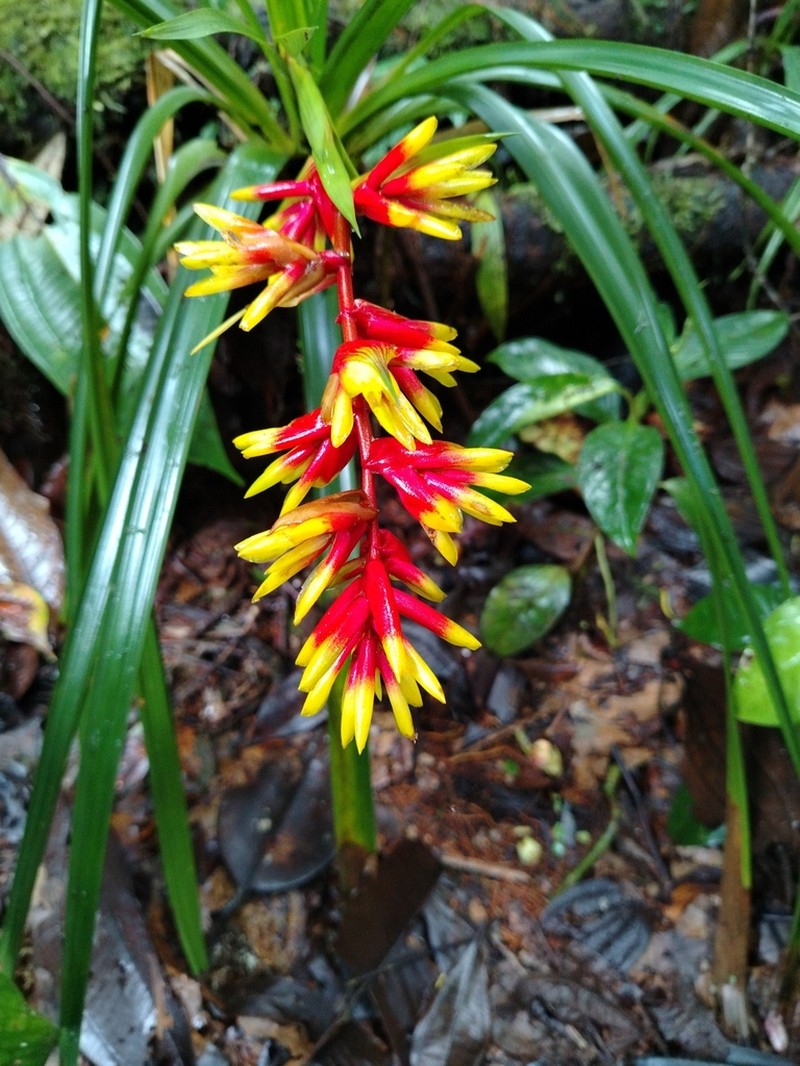 Guzmania peter-bakii photo 6