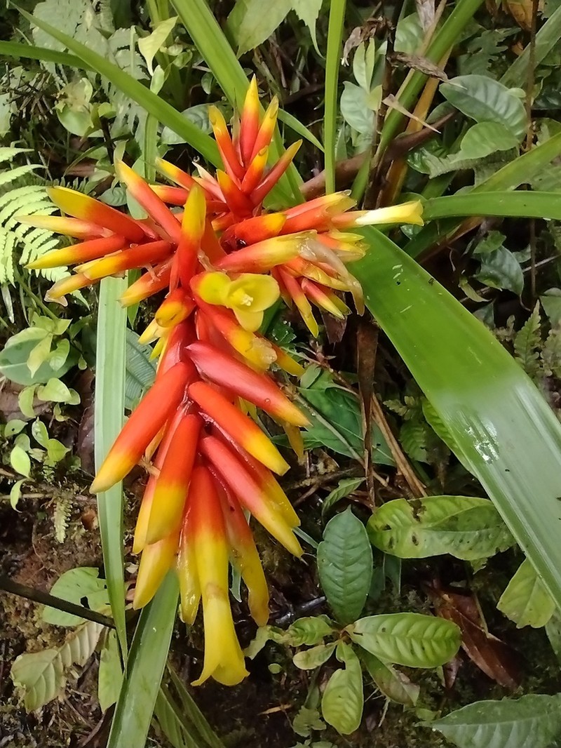 Guzmania peter-bakii photo 8