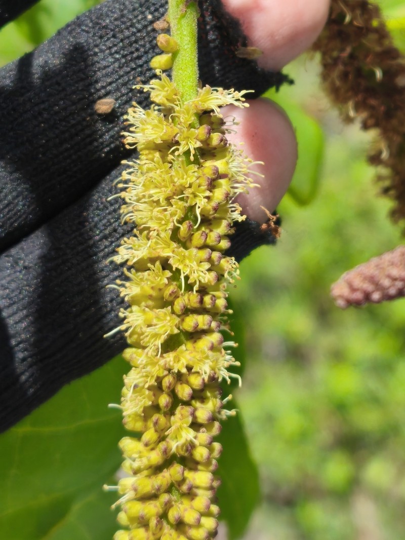 Gwilymia coriacea