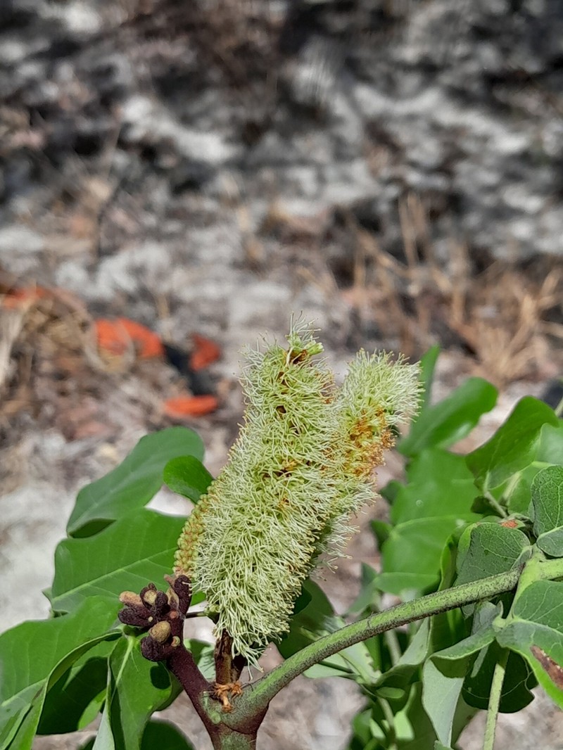 Gwilymia coriacea photo 2