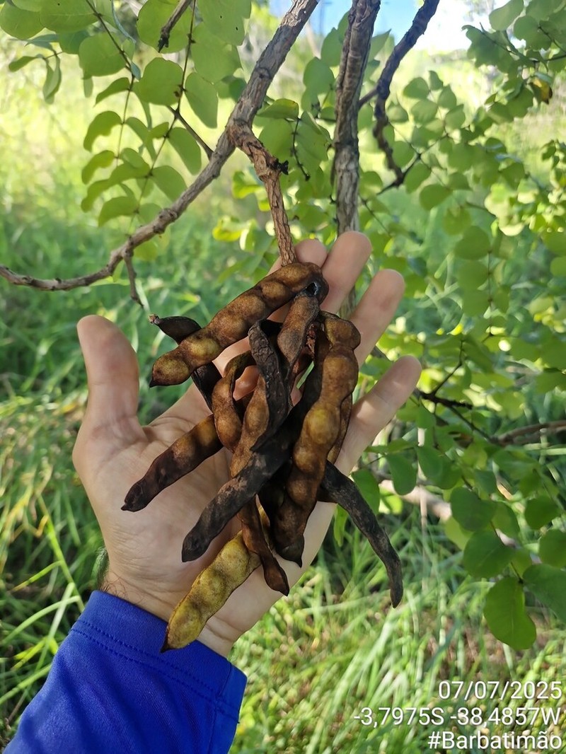 Gwilymia coriacea photo 3