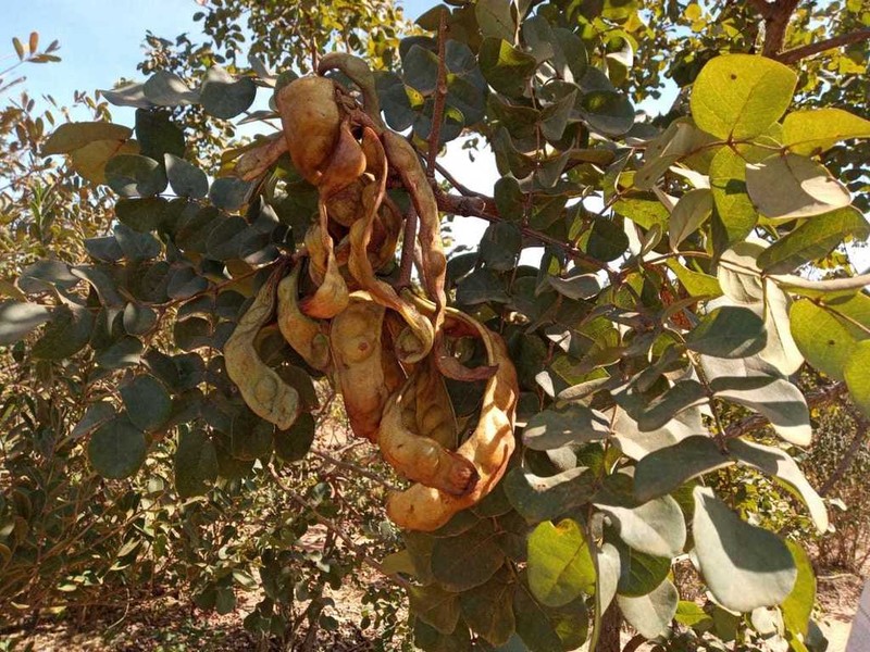 Gwilymia coriacea photo 6
