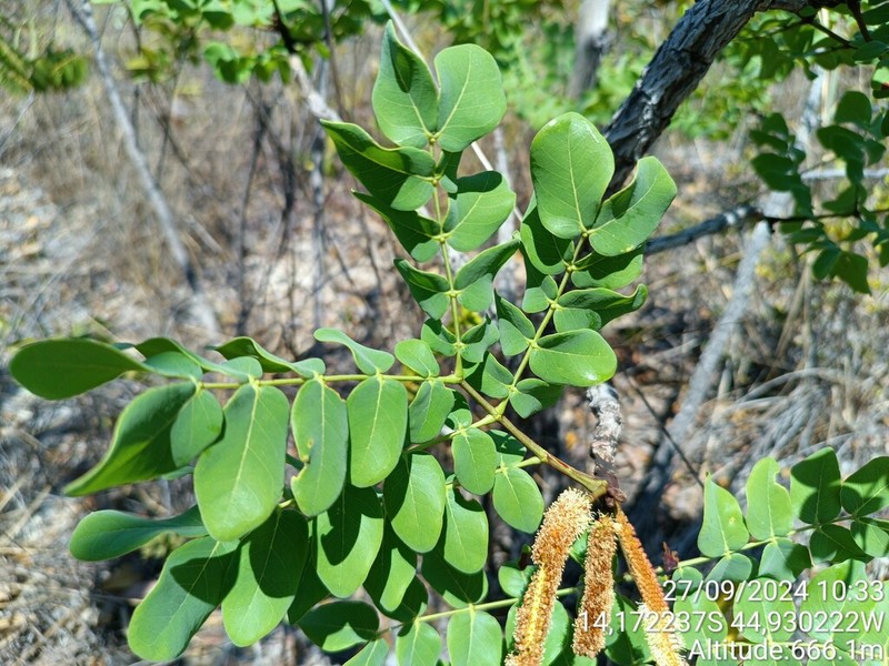 Gwilymia coriacea photo 7